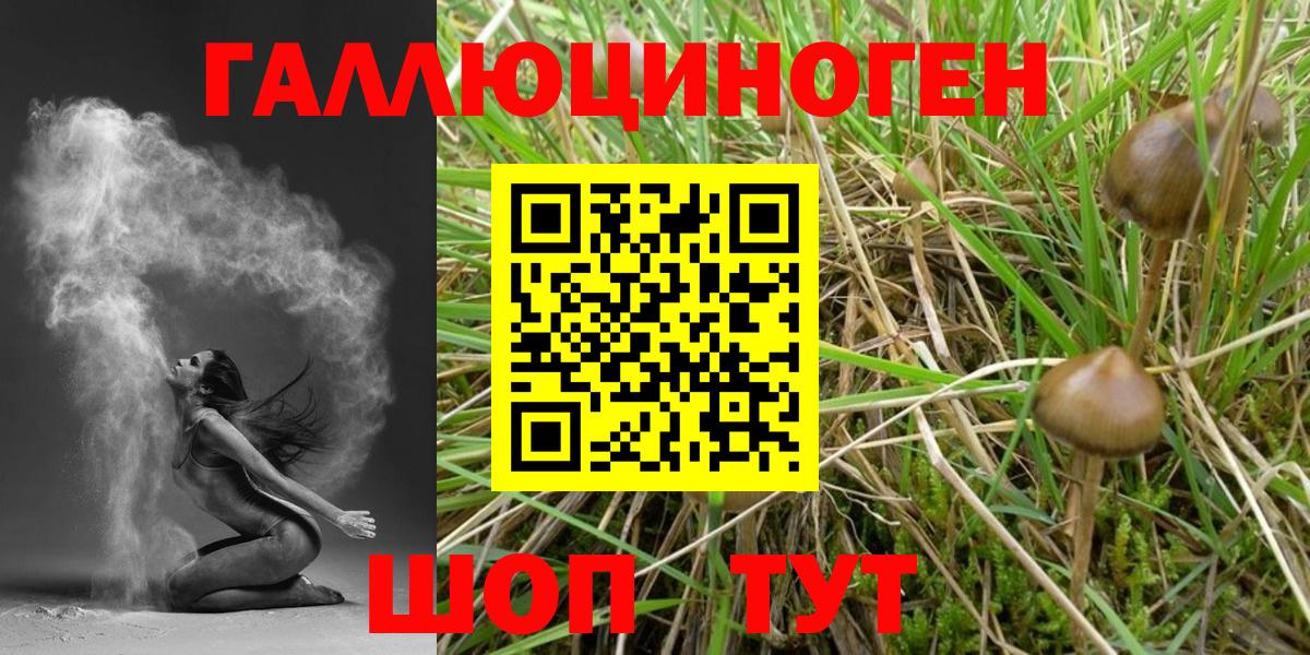 Камышин  Галлюциногенные грибы Cubensis  Вход с VPN 